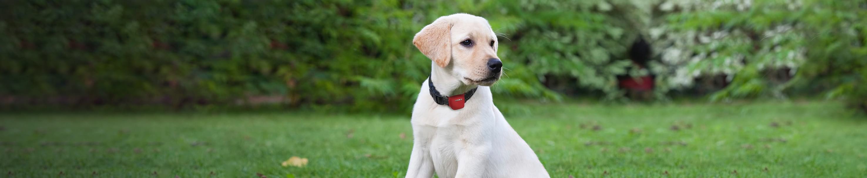 Hunde Tracker